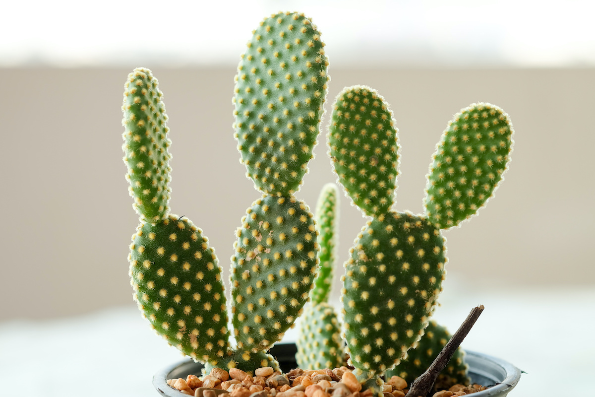 Photograph of succulent