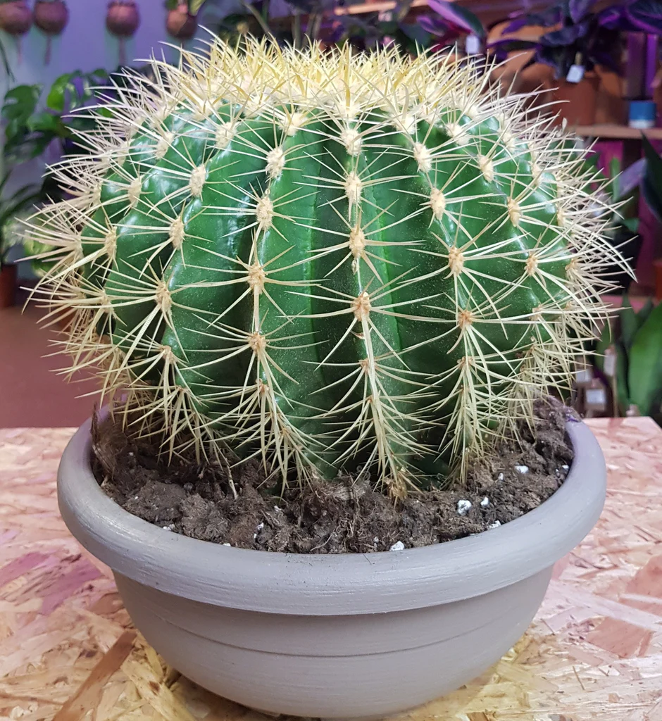 Photograph of succulent