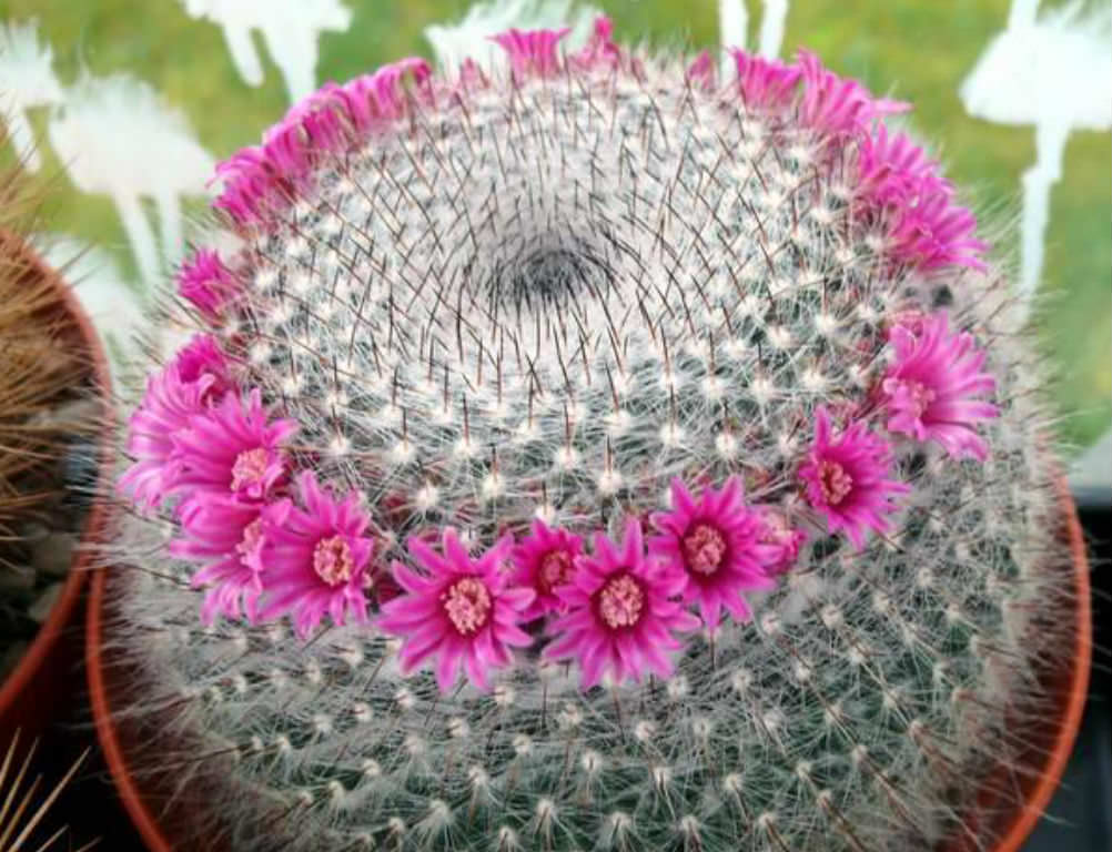 Photograph of succulent