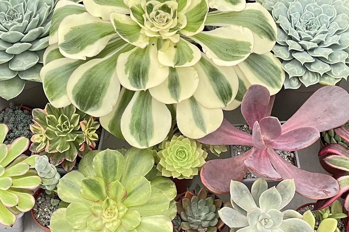 Photograph of succulent