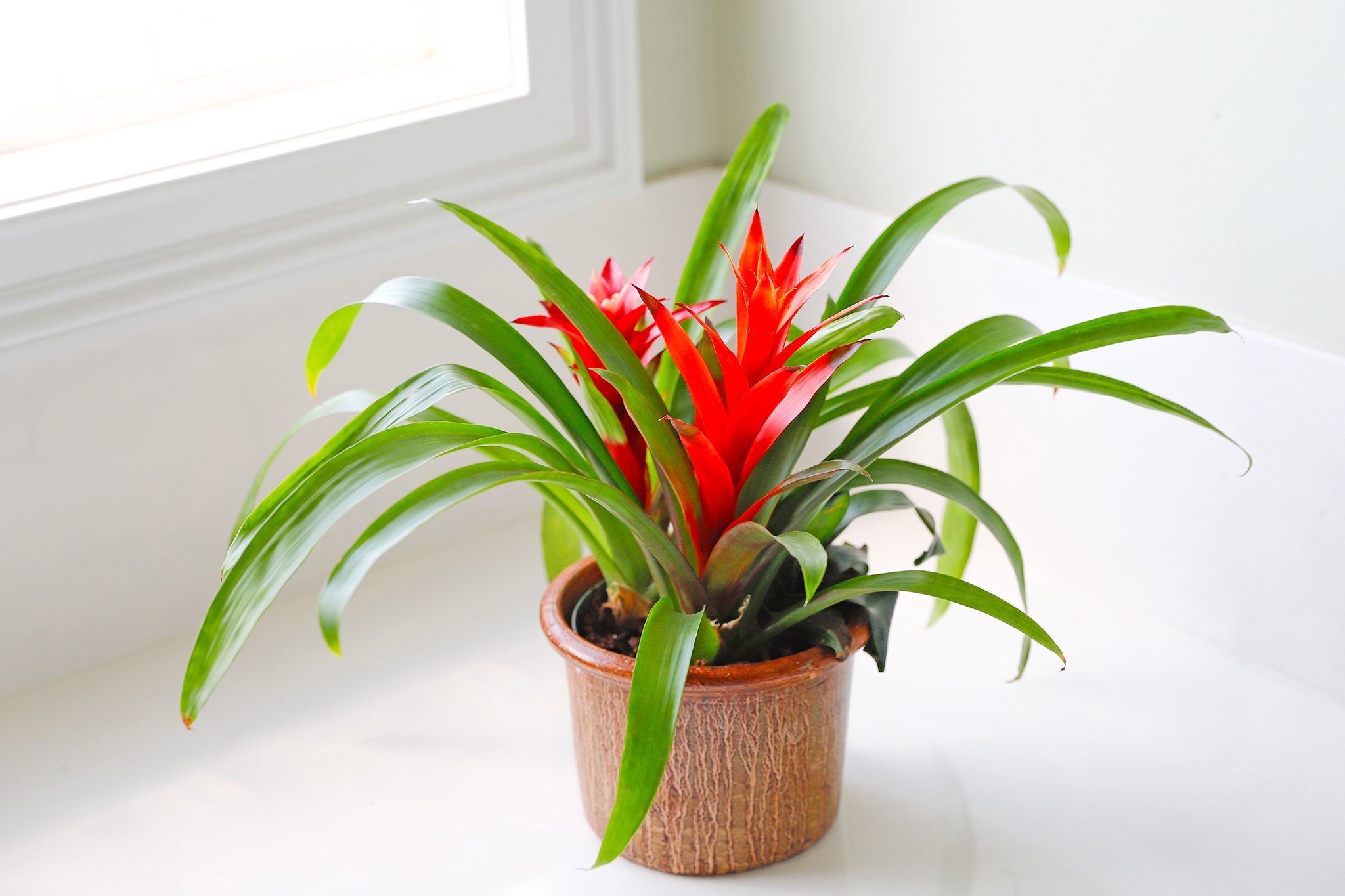 Photograph of succulent