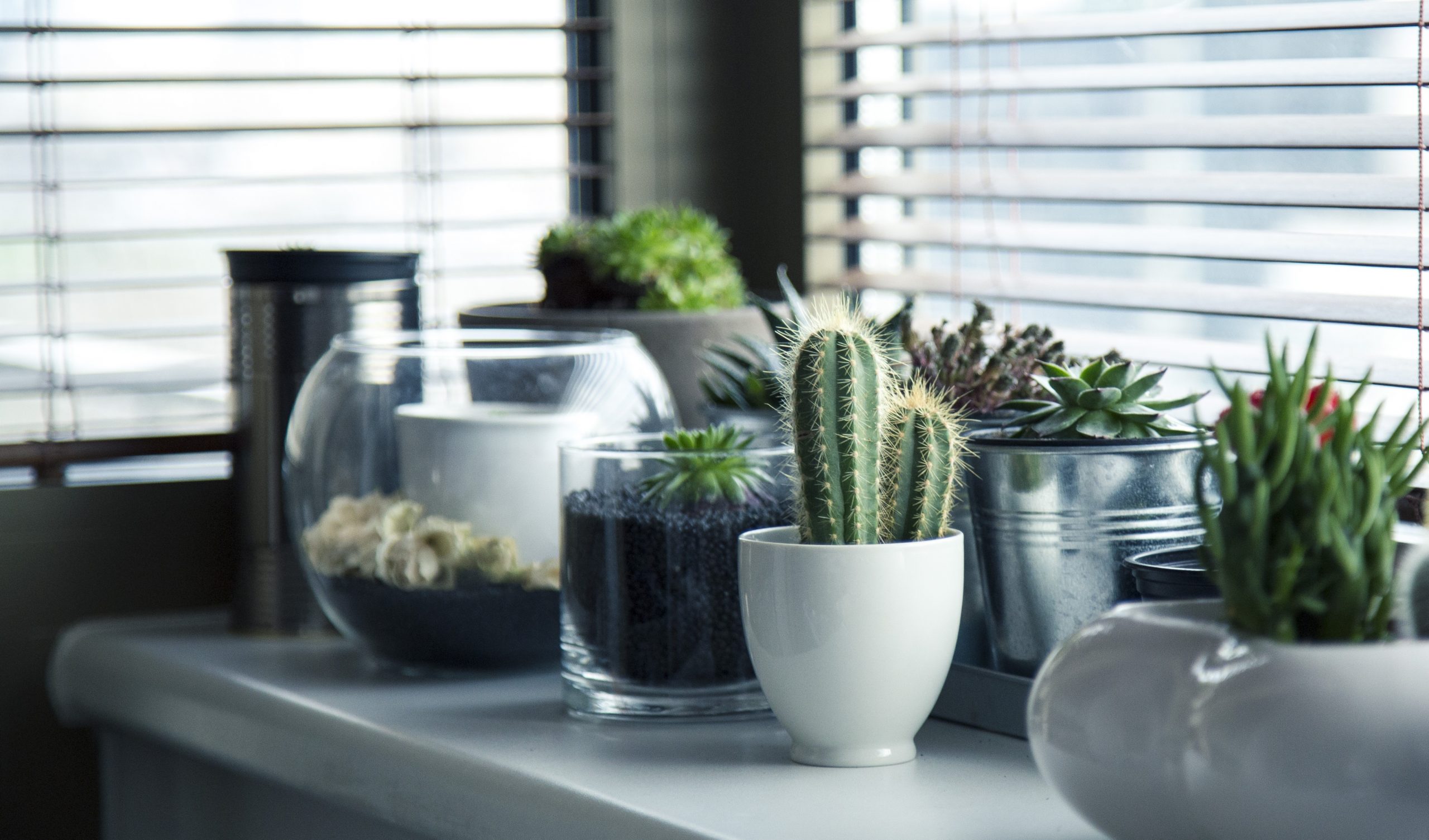 Photograph of succulent