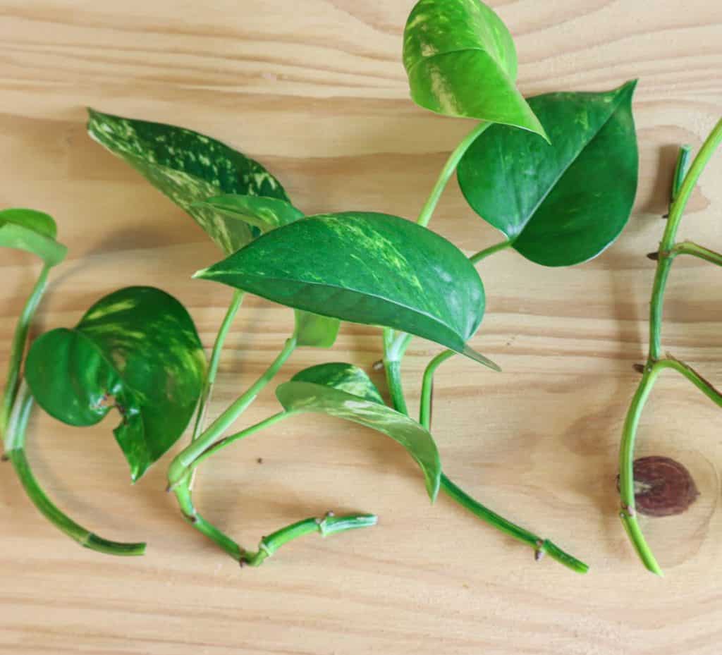 Photograph of succulent