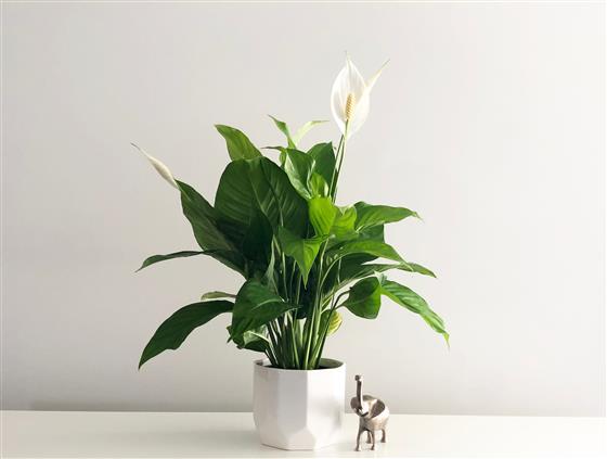 Photograph of succulent