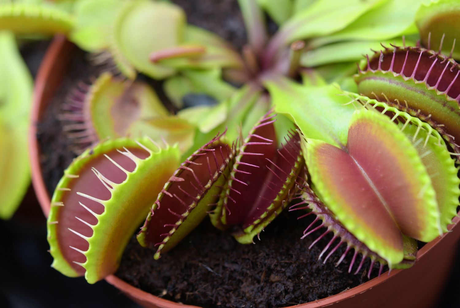 Photograph of succulent